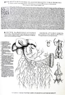 Plates from the Epitome of the De Humani Corporis Fabrica by Vesalius