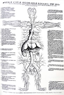 Plates from the Epitome of the De Humani Corporis Fabrica by Vesalius