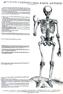 Plates from the Epitome of the De Humani Corporis Fabrica by Vesalius