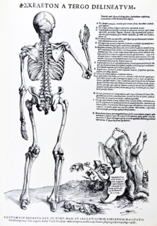 Plates from the Epitome of the De Humani Corporis Fabrica by Vesalius