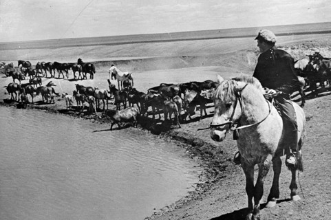 Watering Horses