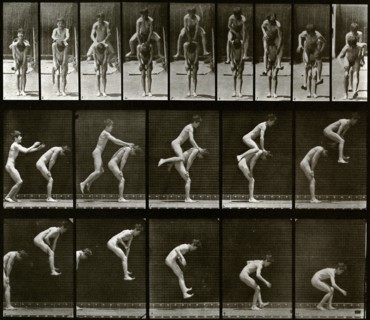 Animal Locomotion