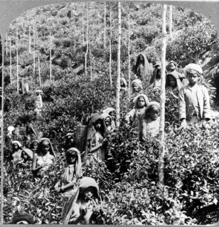 Coolie children picking tea