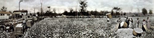Cotton Pickers