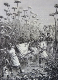 Engraivng of David Livingstone