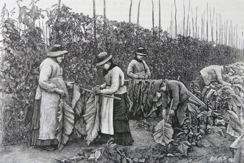 Tobacco in Kent