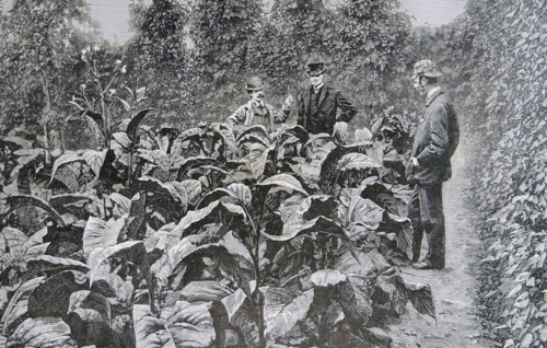 Tobacco in Kent