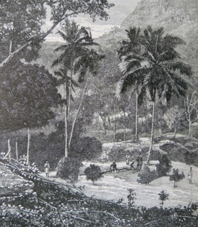 Coffee Estate