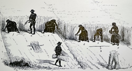 The Book of the Farm