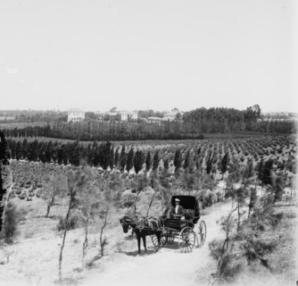 Jewish colony in Palestine