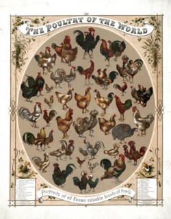 The poultry of the world