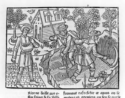 Farmers harvesting crops