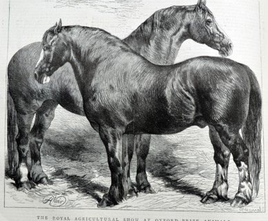 Two Prize Horses