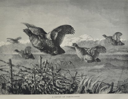 A Covey of Partridges