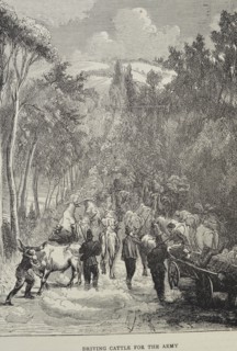 Sketch titled Driving Cattle for the Army