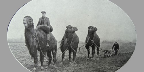 camels used in England to help with farm work during WWI 1916