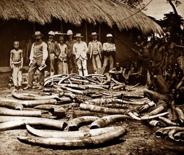 Belgian colonial ivory hunting  Congo