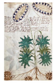 Page from The Voynich Manuscript