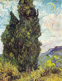 Cypresses'
