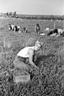 Woman picking cranberries'; Burlington County; New Jersey