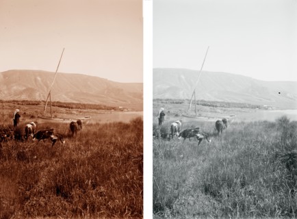Stereograph of an Arab Farmer near the Dead Sea
