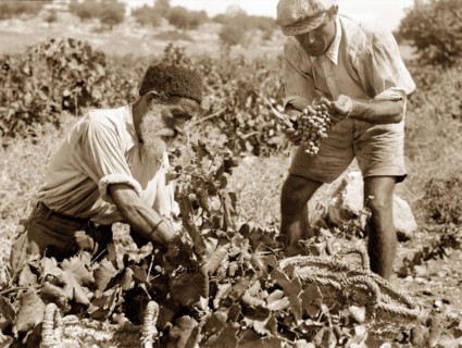 Photograph of Orthodox Grape Pickers