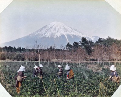 Photograph of Japanese women picking tea leaves