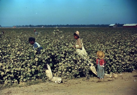 Colour photograph of day labourers picking cotton