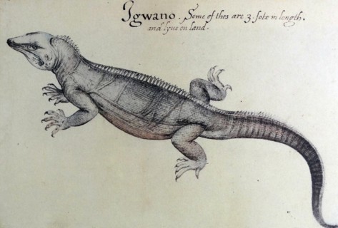 watercolour of an Iguana by John White (created 1585-1586).