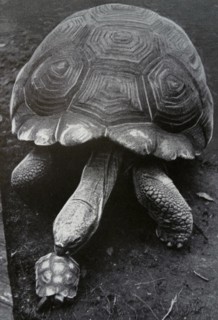 Photograph of two tortoises, Big Claus and Little Claus, whom greatly differ in size