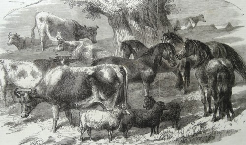 Engraving depicting the Dwarf African Ponies and Bretonne Cows and Sheep exhibition