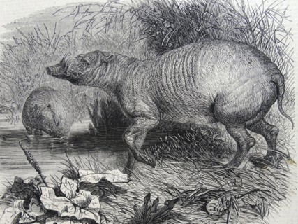 Engraving depicting the Barbarossa, a recent addition to the Zoological Society's Gardens