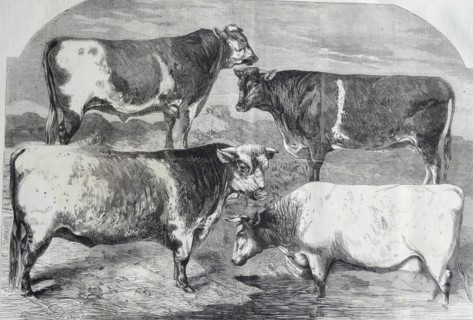 Engraving depicting the prize shorthorns at the Royal Agricultural Society's Show