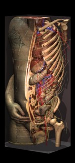 Anatomical Model