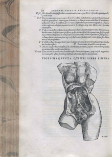 Illustration of the female pelvis