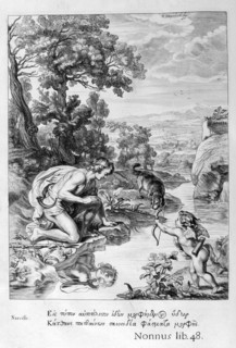 narcissus
