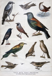 Illustration depicting birds useful to agriculture