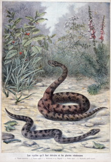 Illustration depicting harmful or poisonous plants and snakes