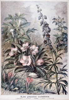 Illustration depicting harmful or poisonous plants