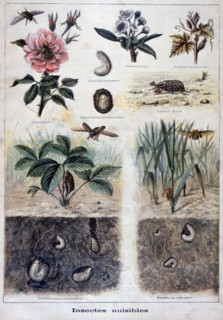 Illustration depicting harmful insects