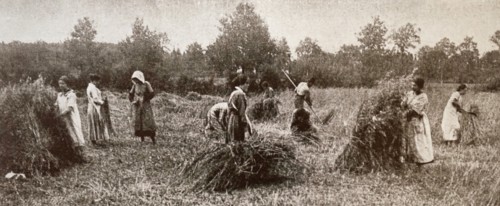 Photograph of female farm hands in Mosson, a commune in the Côte-d'Or department in eastern France