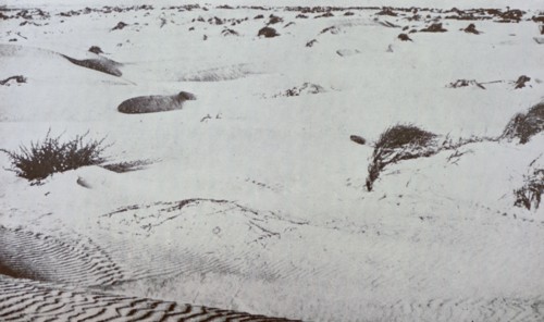 1908 photograph of sands on the site of the city of Tel Aviv in Israel was founded in Ottoman ruled Palatine in 1909
