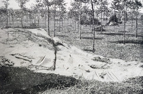 A netting spread on the ground which was used to capture falling olives in a Mediterranean olive grove