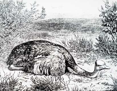 An ostrich sitting in an ostrich farm near Grahamstown, South Africa