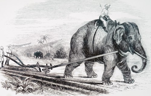 An elephant being used to draw a plough on an Indian sugar plantation, using a steel plough