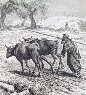 A farmer ploughing with the aid of oxen Dated 19th Century