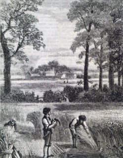The reaping of barley by hand