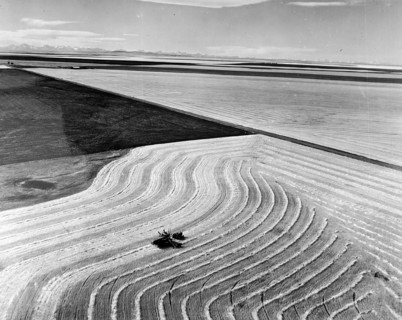 Photograph depicting wheat fields in Alberta with the Rocky Mountains in the background