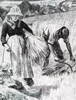 The reaping and binding of crops by hand