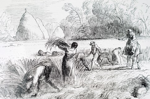The reaping of barley by hand
